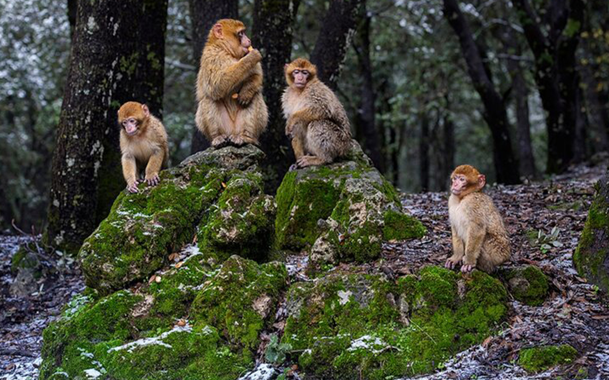 Ifrane and Cedar Forest Day Trip