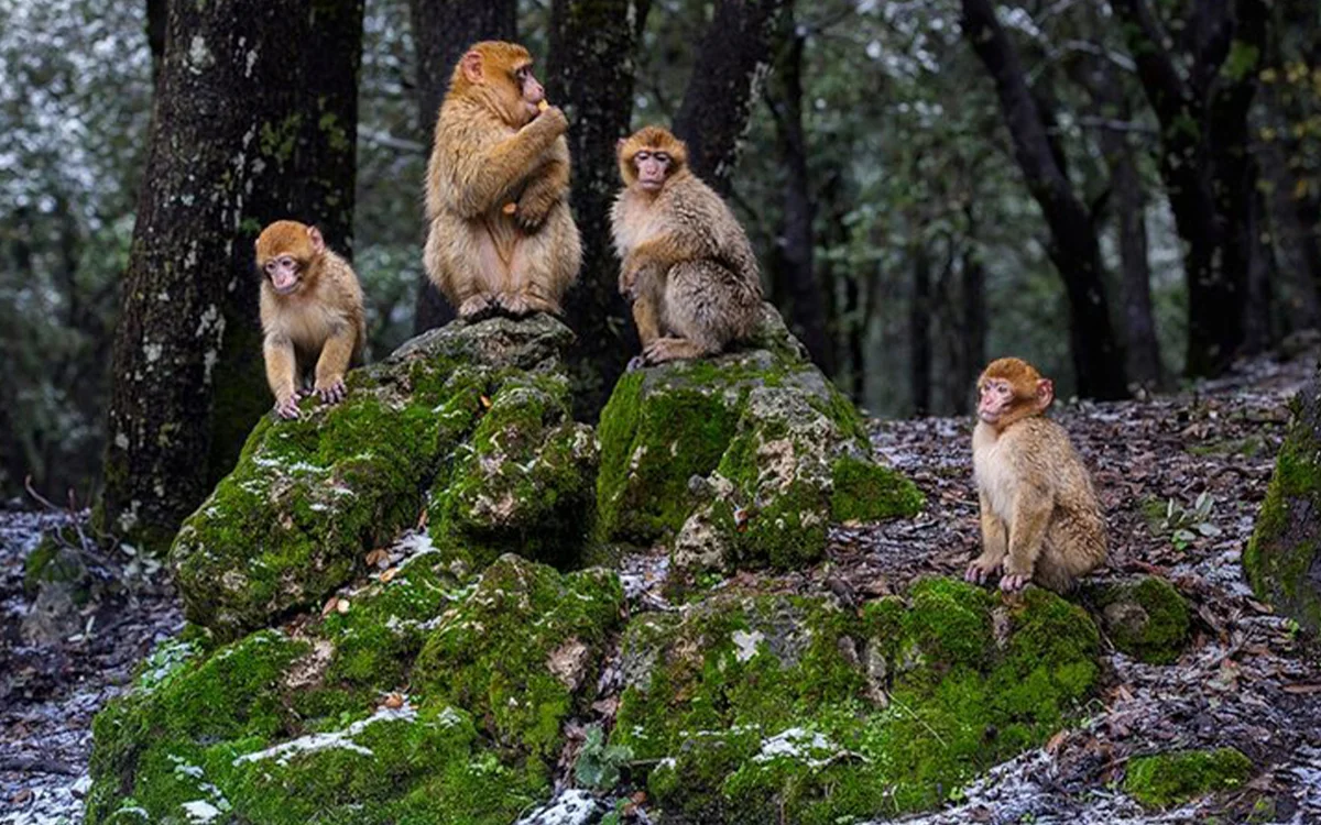 Day Trip Ifrane Azrou